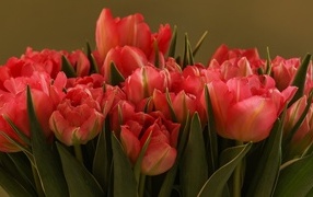 Букет красивых розовых тюльпанов с зелеными листьями