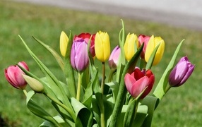 Букет свежих разноцветных тюльпанов