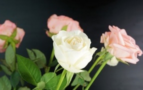 Букет розовых и белых роз на сером фоне