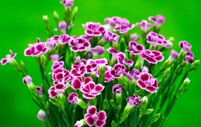 Букет розовых цветов гвоздики на зеленом фоне