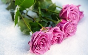 Букет розовых роз на снегу