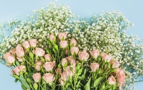 Букет розовых роз с белыми цветами гипсофилы на голубом фоне