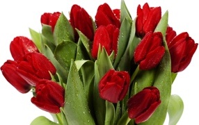 Букет красных тюльпанов в каплях росы