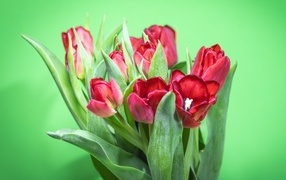 Букет красных тюльпанов на зеленом фоне