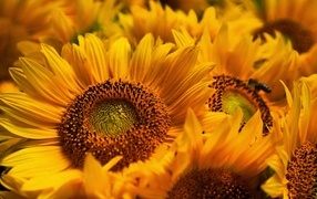 Букет из желтых цветов подсолнуха