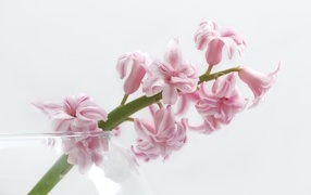 Ветка розового цветка гиацинта на белом фоне