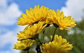 Ветка с желтыми цветами хризантемы