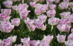 Яркие розовые тюльпаны на поле весной