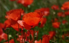 Яркий алый полевой мак в лучах солнца