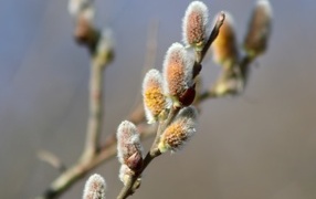 Бурая пушистая ветка вербы весной