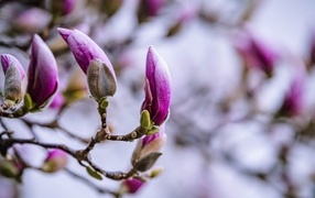 Бутоны цветов магнолии на ветке дерева