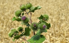 Цветы лопуха крупным планом