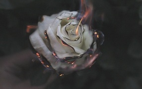 Опаленные лепестки белой розы