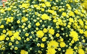 Куст распускающихся желтых цветов хризантемы