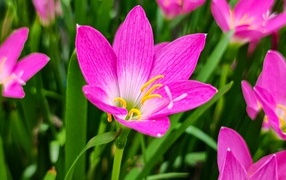 Розовые на клумбе крупным планом