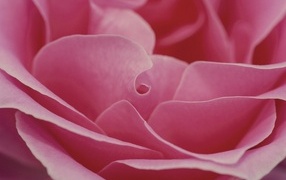 Лепестки розовой розы крупным планом