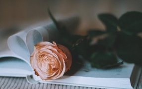 Кремовая роза лежит на книге