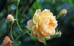 Кремовая роза с бутонами на зеленом фоне