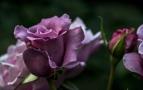 Кривые нежно розовые розы с бутонами