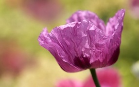 Милый сиреневый полевой мак