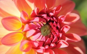 Цветок георгина крупным планом