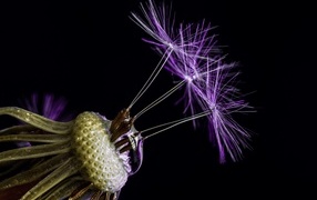 Цветок одуванчика на черном фоне крупным планом