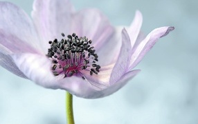 Нежный цветок анемон на сером фоне