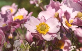 Нежные цветы анемона с бутонами крупным планом