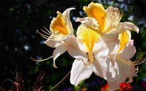 Delicate azalea flowers in the sun