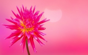 Нежный цветок георгина на розовом фоне