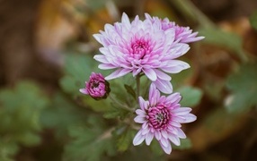 Нежная розовая садовая хризантема