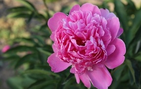 Delicate pink peony in a flowerbed