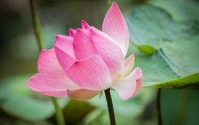 Delicate pink petals of a beautiful lotus flower