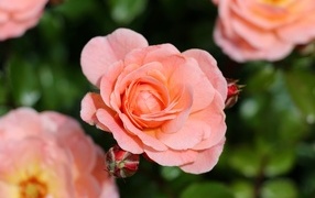 Нежная розовая роза с бутонами на клумбе