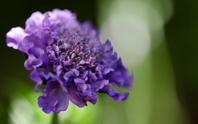 Нежный фиолетовый цветок люцида