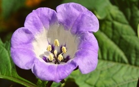 Нежный фиолетовый цветок физалодес крупным планом