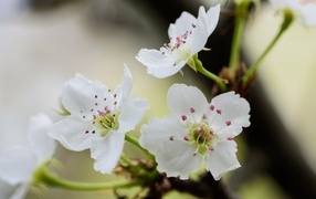 Нежные белые цветы вишни на ветках весной