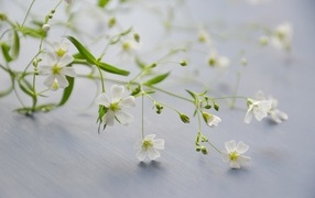 Нежные белые цветы лежат на сером столе