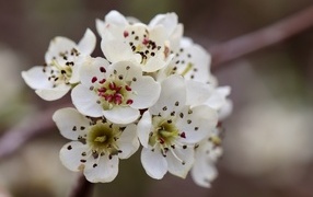 Нежные белые цветы на ветке груши