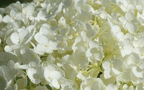 Нежный белый цветок гортензии в каплях росы
