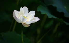 Нежный белый цветок лотоса в лучах света