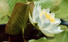 Нежный белый цветок водяной лилии в зелеными листьями