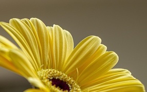 Нежные желтые лепестки герберы
