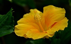 Нежный желтый цветок гибискуса крупным планом