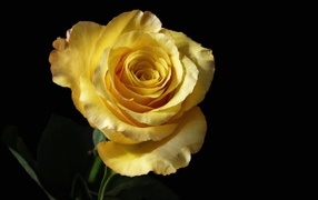 Нежная желтая роза крупным планом на черном фоне