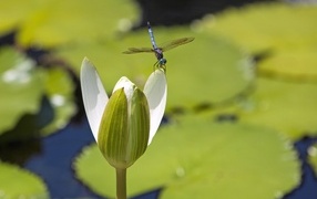 Стрекоза сидит на белом цветке водяной лилии
