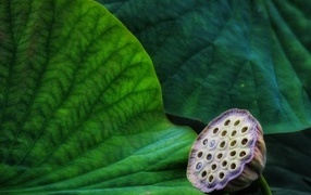 Отцветший цветок лотоса с зелеными листьями