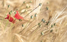 Отцветший  мак в колосьях пшеницы