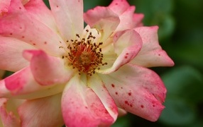 Отцветающая роза на клумбе крупным планом