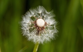 Опавший белый одуванчик